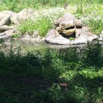 Colour photograph of a concrete Labryinthodon model from the nineteenth century