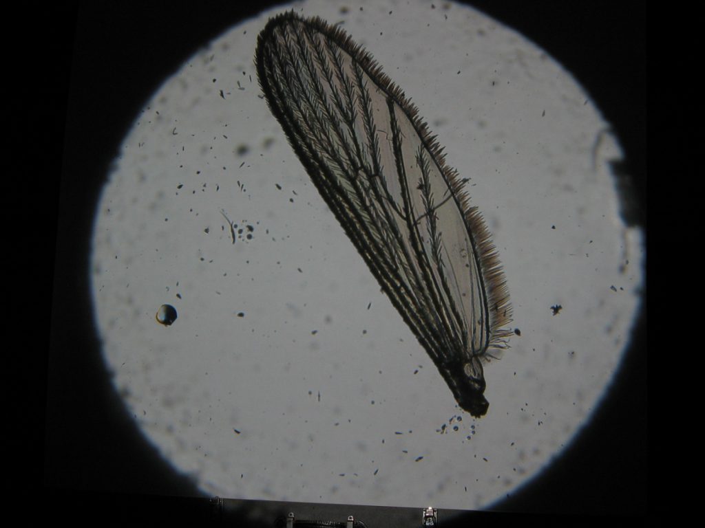Colour photograph of a solar projection of a mounted insect wing