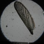 Colour photograph of a solar projection of a mounted insect wing