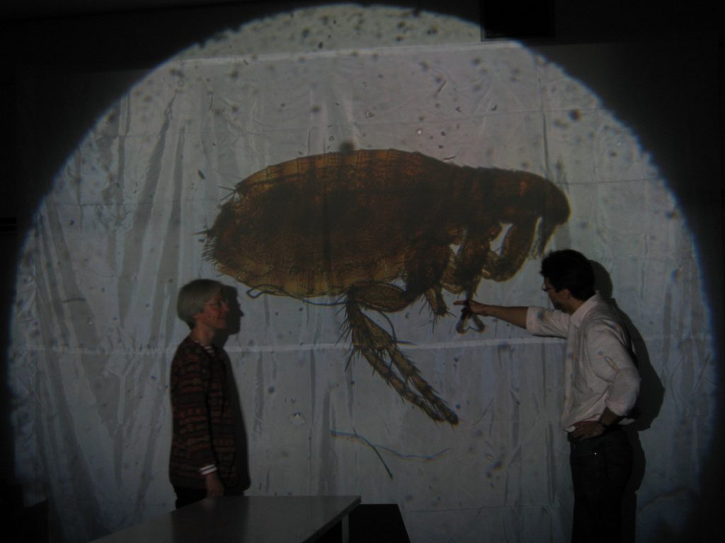 Colour photograph of a solar projection of a mounted flea being shown to an audience via projector