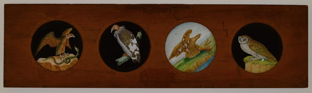 A Copper-Plate Slider by Carpenter & Westley showing elements of Zoology birds condor fulvous vulture golden eagle and barn owl