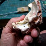 Colour photograph of a 3d printed inner ear