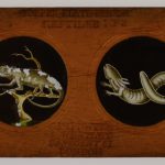 Copper Plate Slider by Carpenter & Westley elements of Zoology amphibia American guana chameleon siren and banded rattlesnake