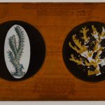 A Copper-Plate Slider by Carpenter & Westley showing elements of Zoology worms red coral thick-armed gorgonia cinnamon madrepore madreporas patella and meandrites