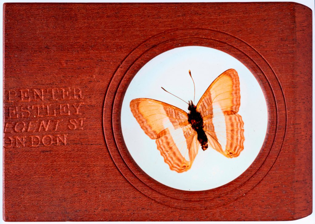 Colour photograph of a microscope slide with a mounted butterfly