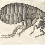 Black and white ink illustration of a flea from 1665