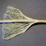 Hemp stalk showing the fibre and core