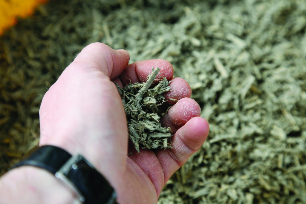 Colour photograph of someone with a handful of hemp stalks
