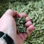 Colour photograph of someone with a handful of hemp stalks