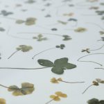 Colour photograph of pressed plant leaves on a white surface