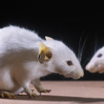 Colour photograph of freeze dried genetically engineered mice