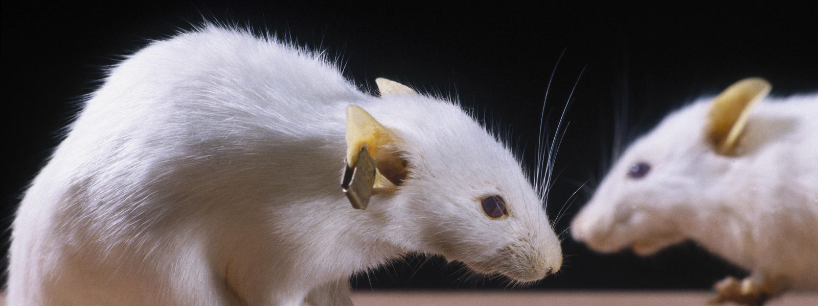 Colour photograph of freeze dried genetically engineered mice