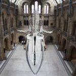 Colour photograph of the blue whale skeleton in the Natural History Museum entrance hall