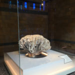 Colour photograph of Turbiniara coral on display in the Natural History Museum
