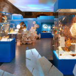 Colour photograph of a coral reef exhibition in the Natural History Museum