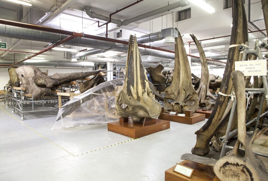 Colour photograph of cetacean bones in museum storage
