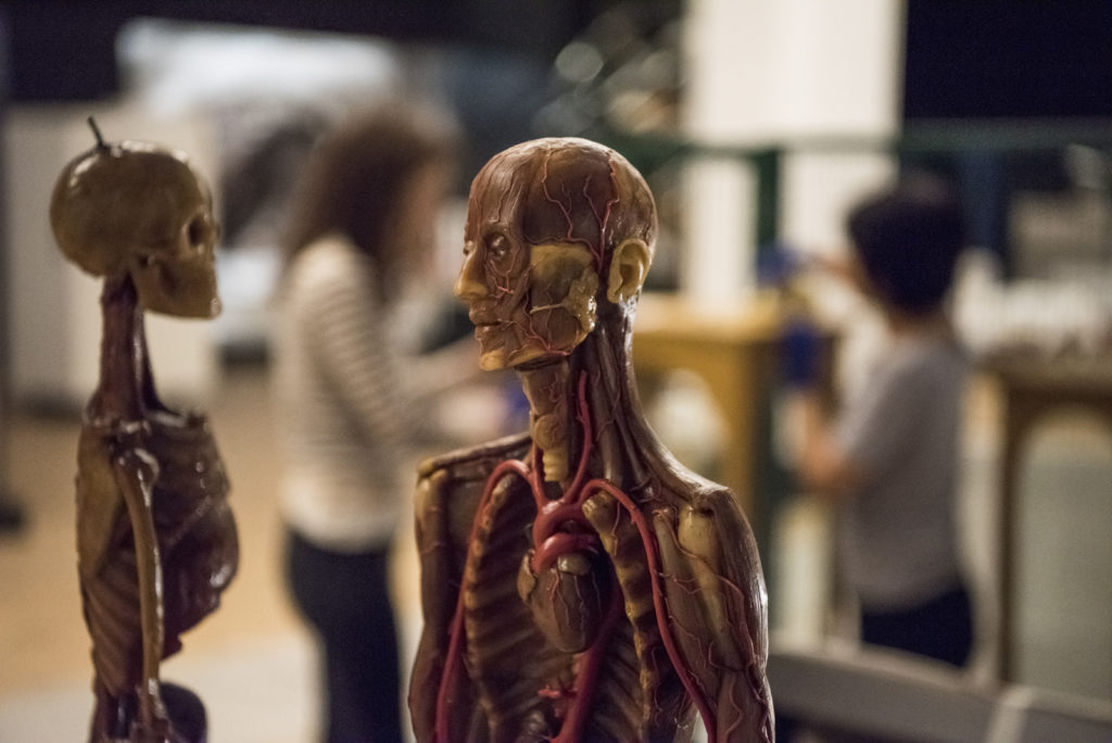 Colour photograph of an human anatomical wax model