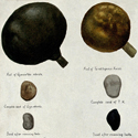 Paintings showing various fruits from which chaulmoogra oil is derived