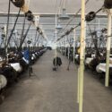 Interior view of Queen Street Mill showing many preserved looms