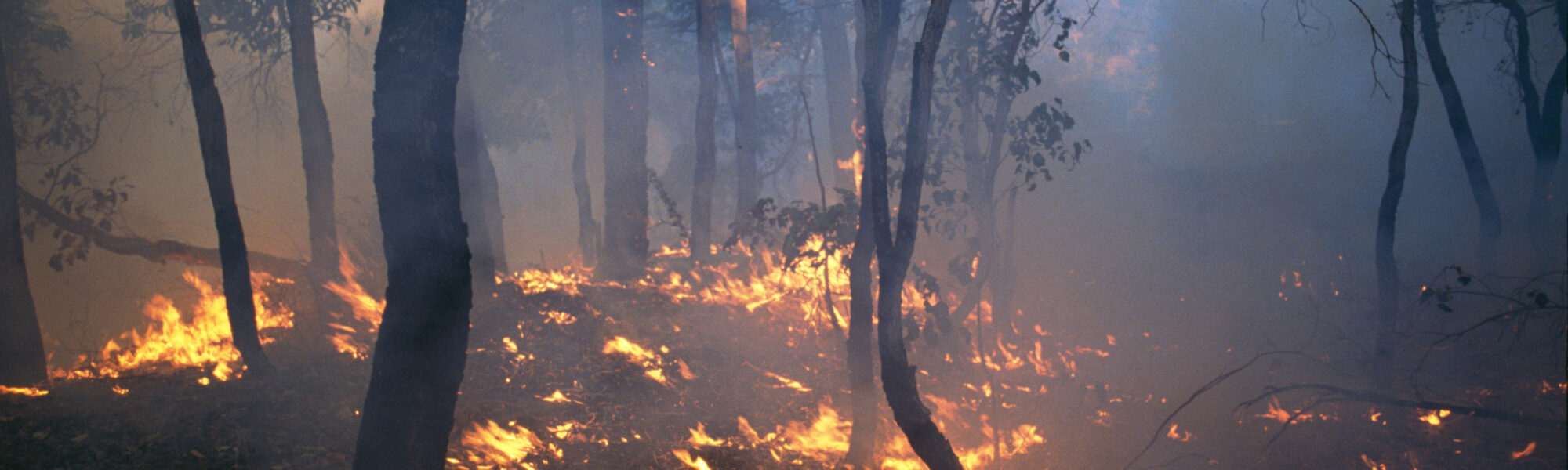 Colour photograpoh of a Western Australian forest being managed by burning