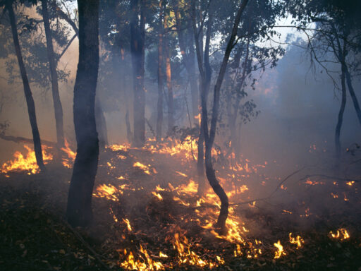 Colour photograpoh of a Western Australian forest being managed by burning