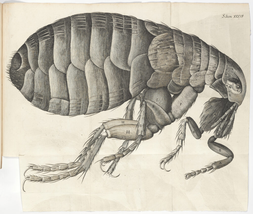 Robert Hookes drawing of a flea seen through a microscope