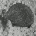 GIF illustration of fading effect used by Smith in the film The Life History of the Onion