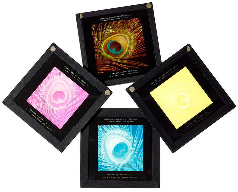 Four photographic slides showing a peacock feather from 1899